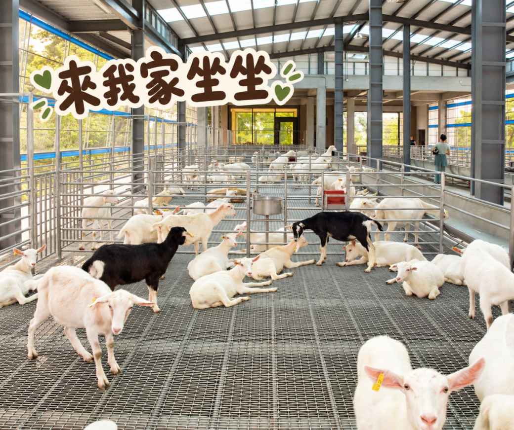 華一休閒農場高架式羊舍內部