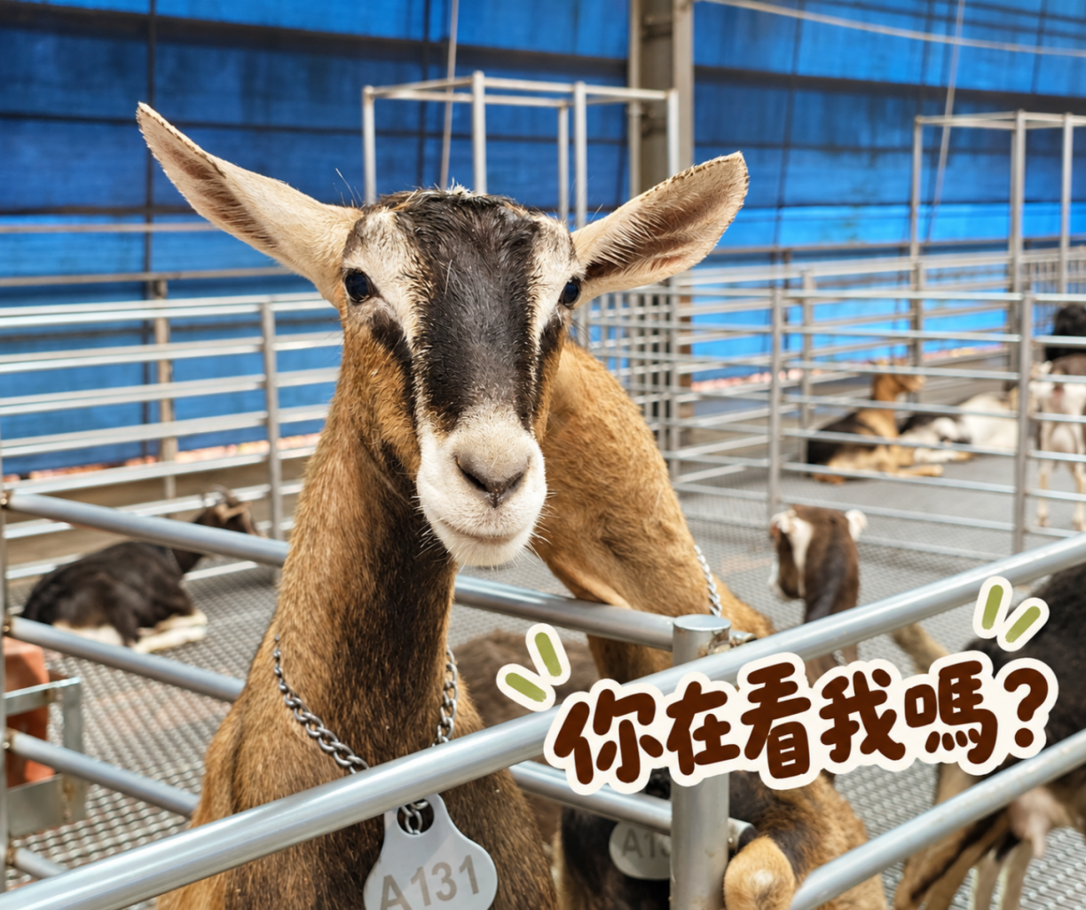 華一休閒農場羊舍內的乳羊